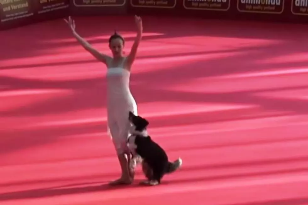 Dog Dancing is a Thing Now