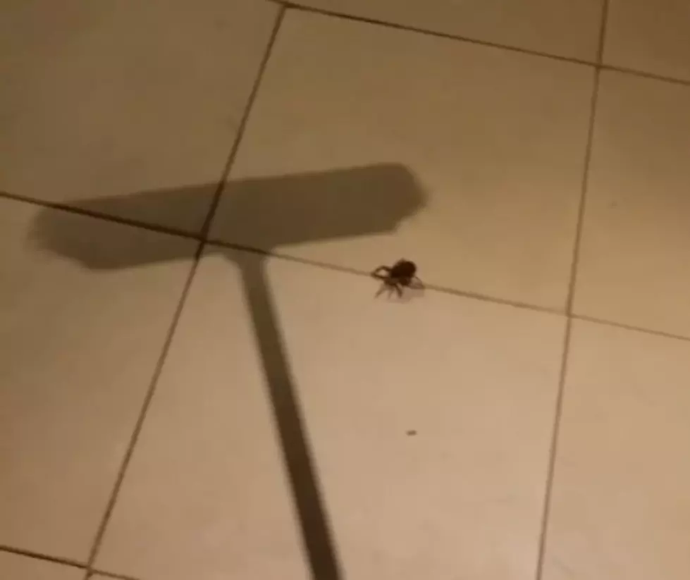 Killing a Big Wolf Spider Unleashes a Shocking Surprise