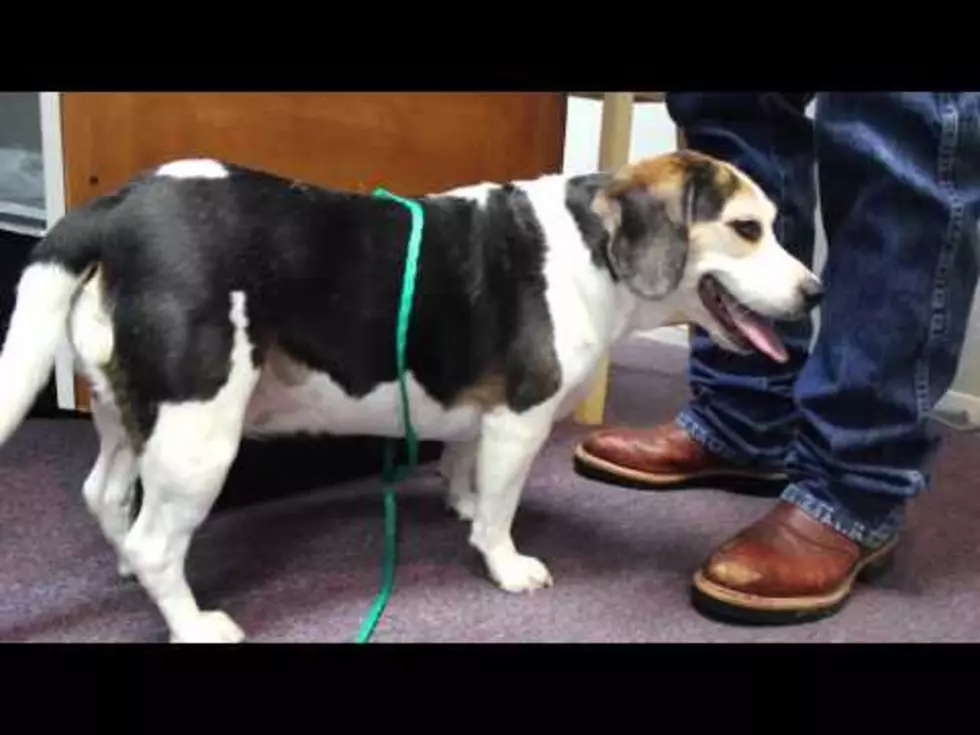 Hello Dolly! Big Beagle Seeks Fur-Ever Home