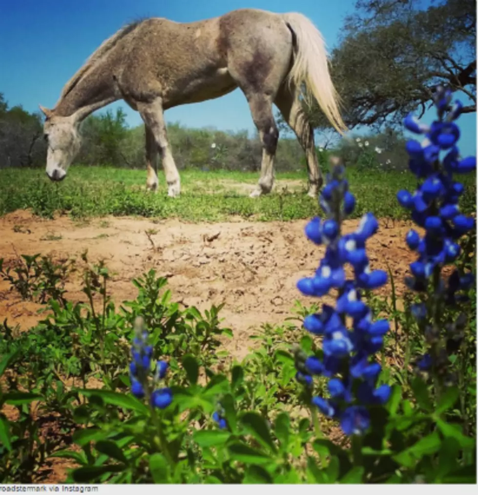Get Tickets to Six Flags With a Bluebonnet Picture