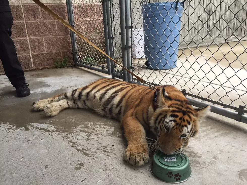 Young Tiger Found Wandering the Streets in Conroe