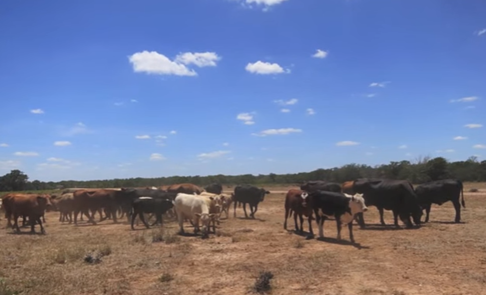 Man Guilty of Stealing Over 100 Cattle in Central Texas