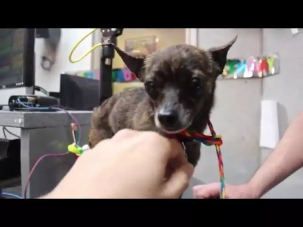 Small Dog Seeks Big Love, Forever Home