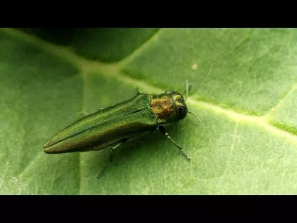 Emerald Ash Borer Has Cleared Customs and Landed in Texas