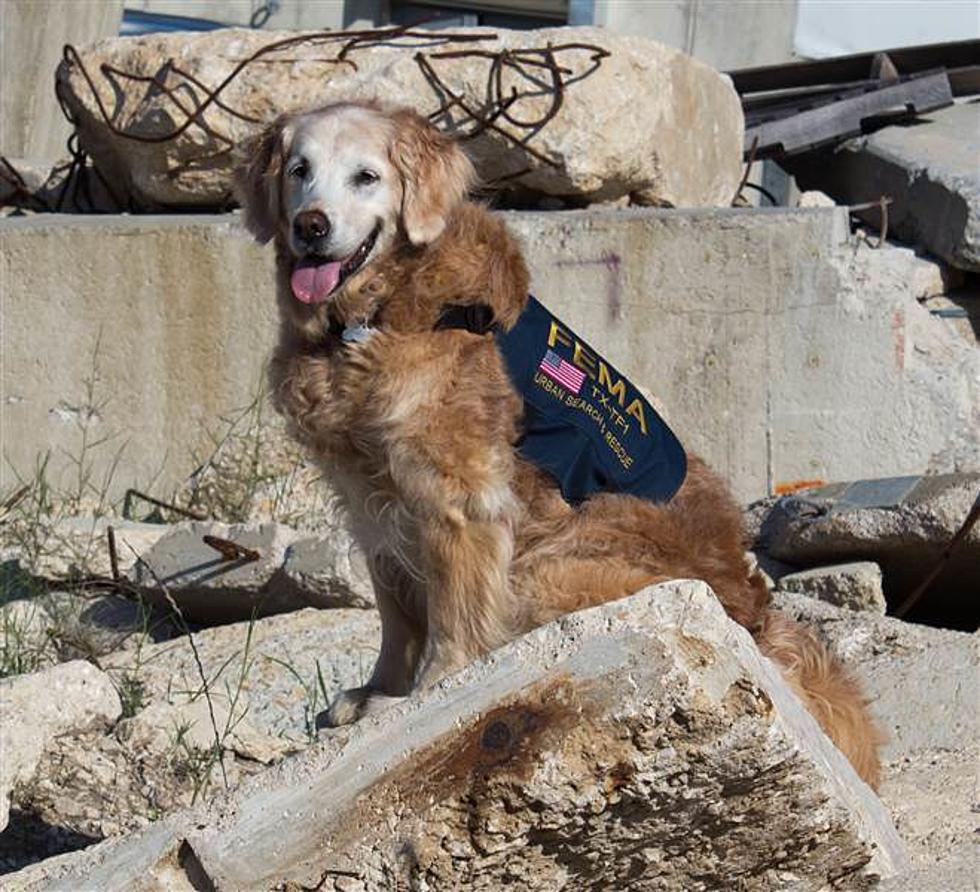 True Texas Hero, Last Surviving 9/11 Rescue Dog Passes
