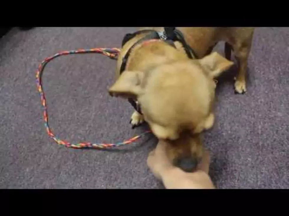 Sophie the Pug/Chihuahua Mix Will Melt Your Heart