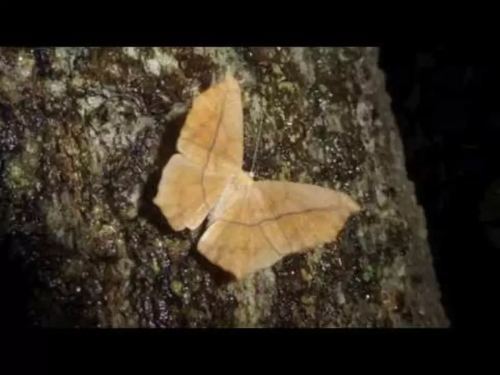 Saturday Night is Moth Night at Mother Neff State Park