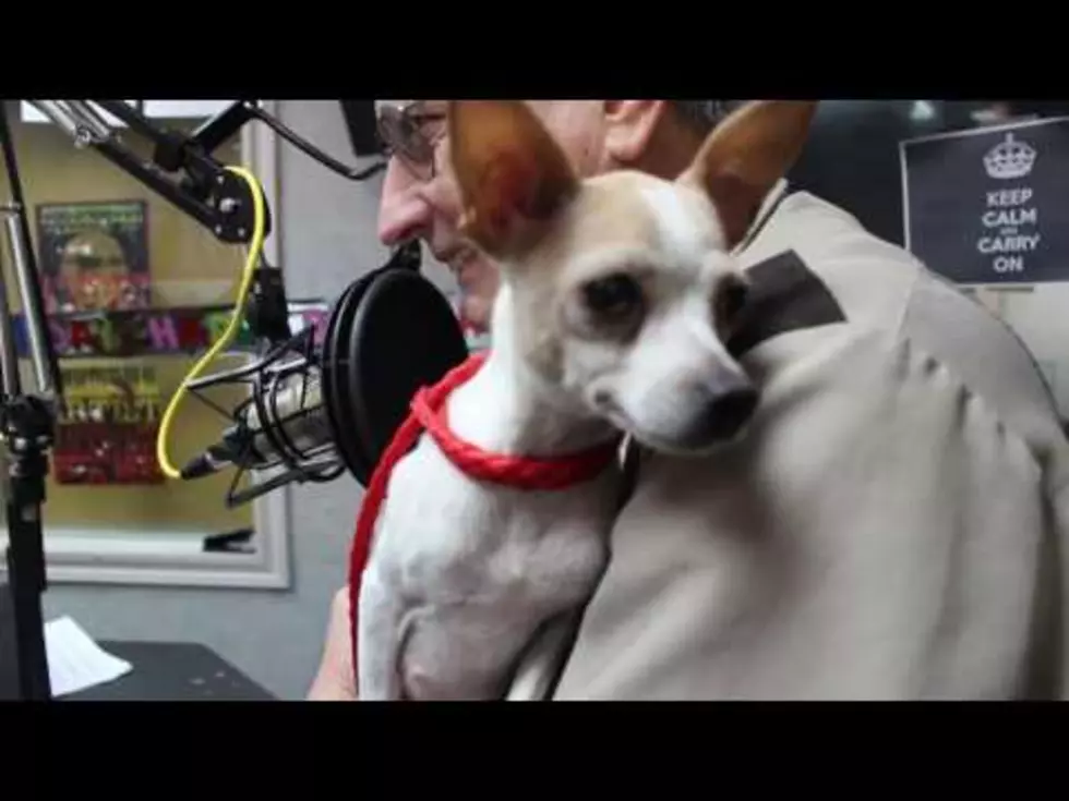 Introducing Paula, The Shy Chihuahua ISO a Fur-ever Home