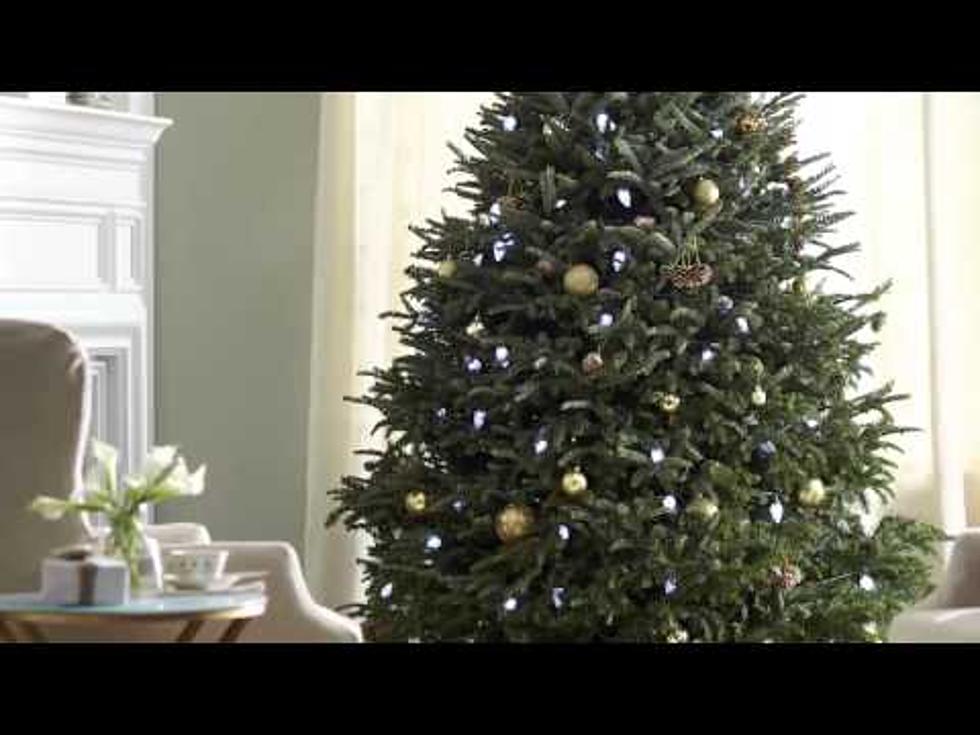 Get a Real Fraser Fir Christmas Tree at Robinson Family Farm in Temple