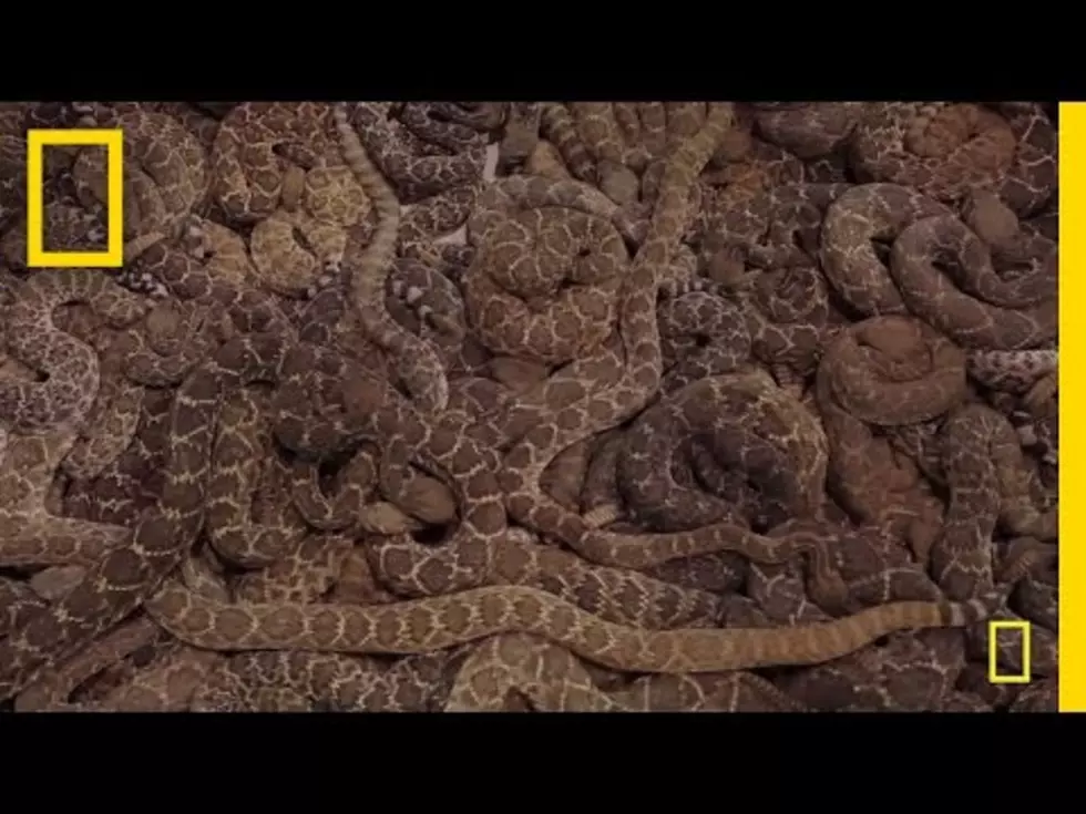 Rattlesnake Roundup is a Must See in Texas