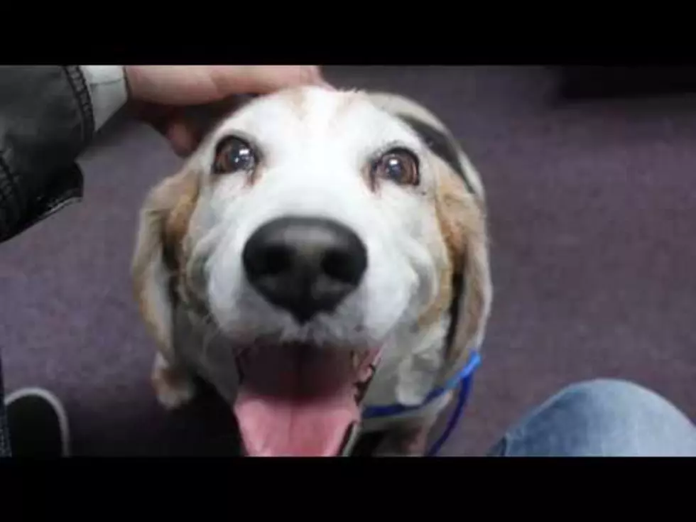Meet Buddy the Big ol’ Box-Shaped Beagle!