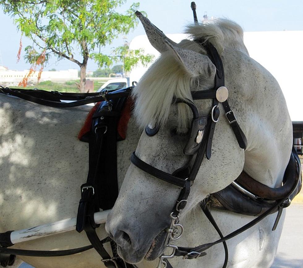Salado Winery Company Carriage Ride Makes Perfect Valentine’s Day Gift