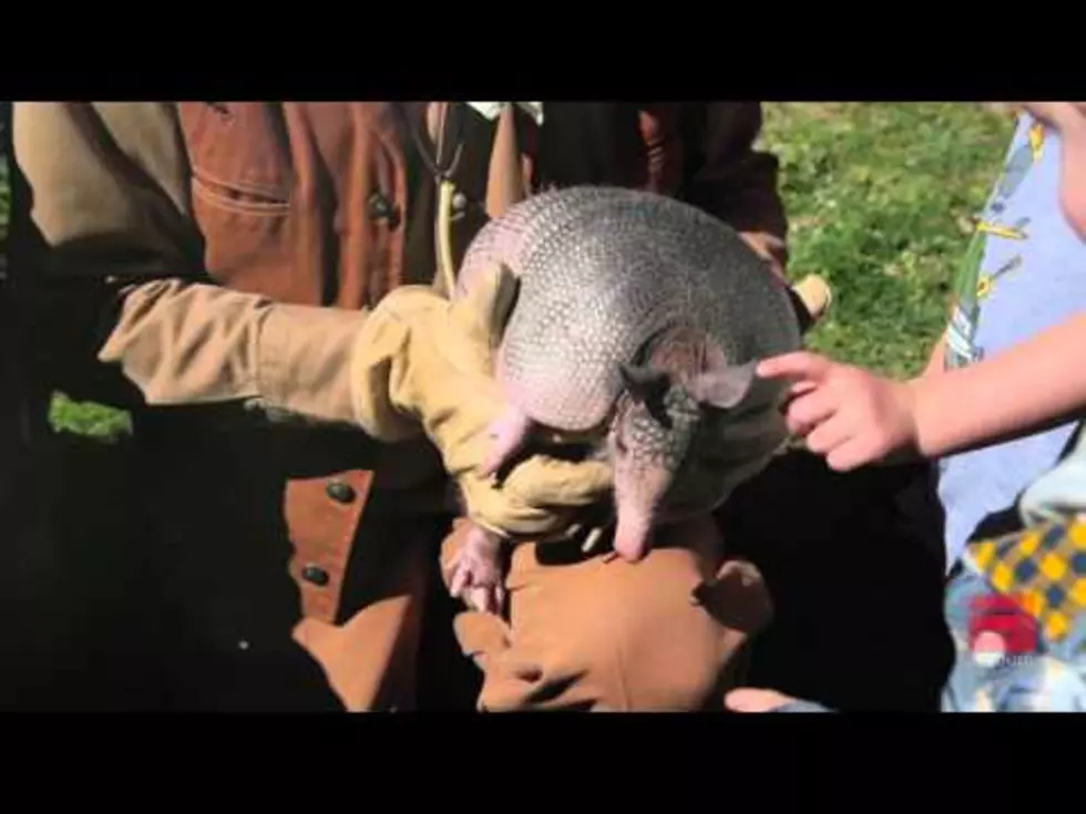 Armadillo Day in Texas:  What’s Coming in the Weather