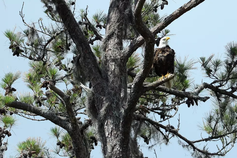 Lampasas Man Indicted on Two Counts of Killing Bald Eagles