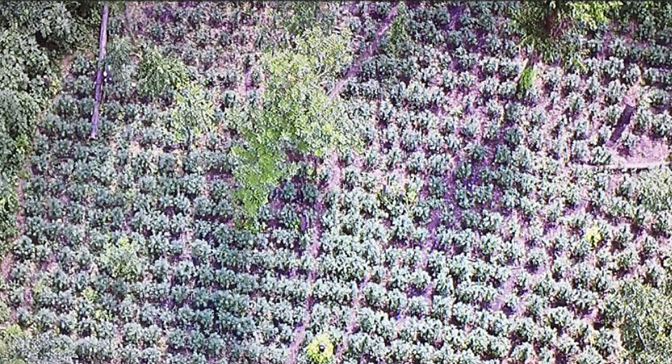 17,500 Pot Plants Seized in Navarro County