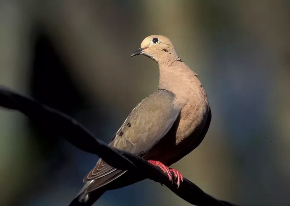 Dove Hunting Season Opens in September