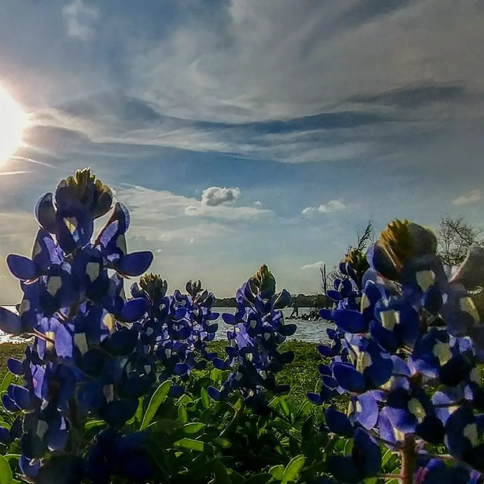 Plant Those Bluebonnets Now For Spring Pictures