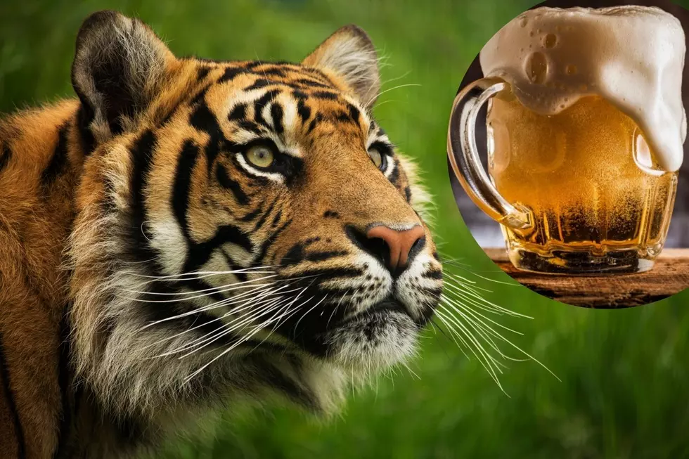 Cameron Park Zoo Announces Brew at the Zoo