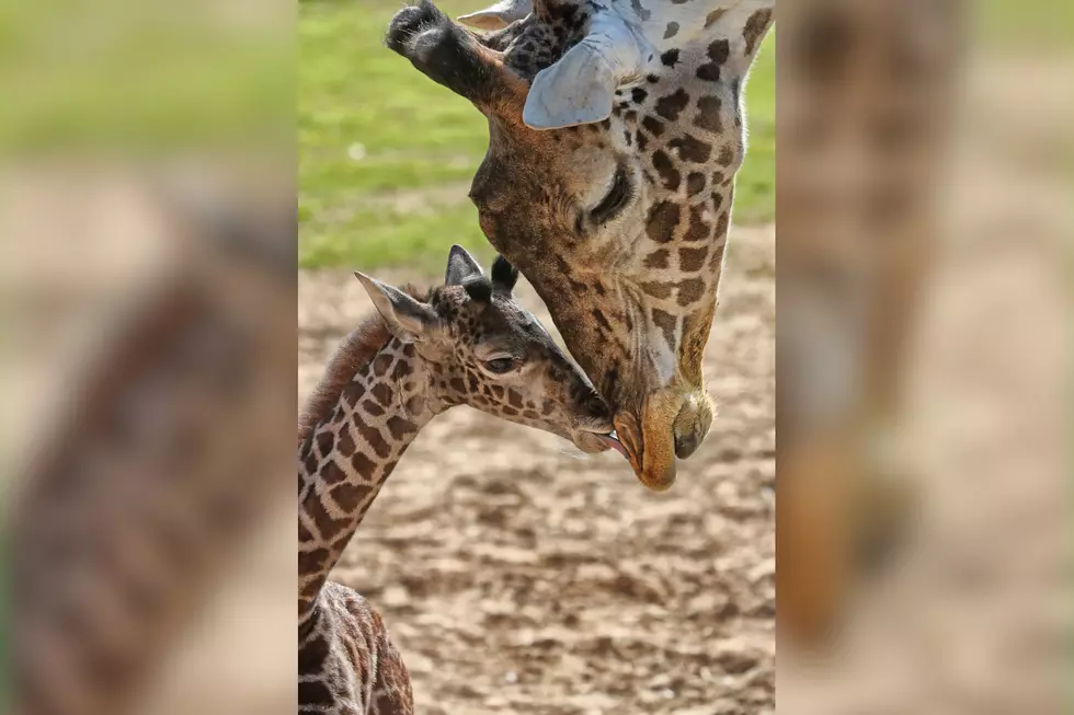 Baby Giraffe at Cameron Park Zoo Gets a Name