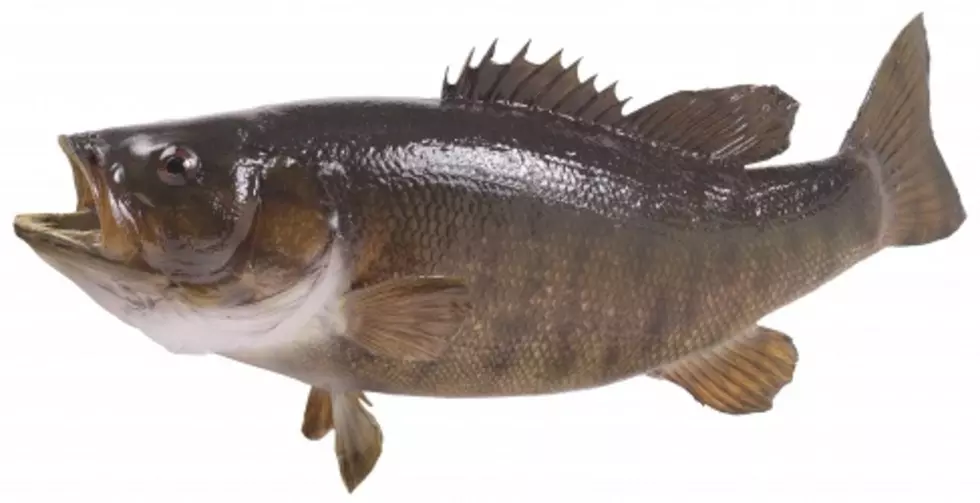 Fish Found Dead in Temple Pond
