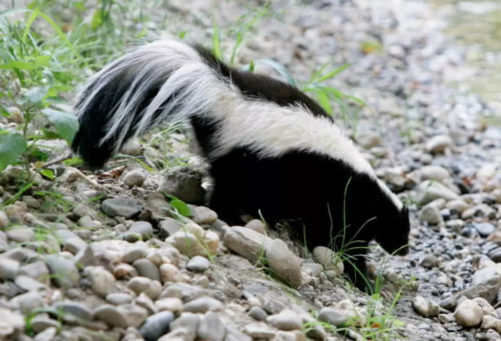 Killeen Skunk Diagnosed with Rabies