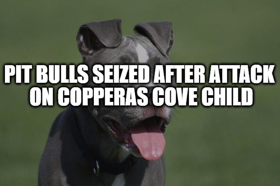 Copperas Cove Pit Bulls Seized After Attacking Child