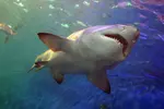 Texas Child Bitten by Shark in Galveston