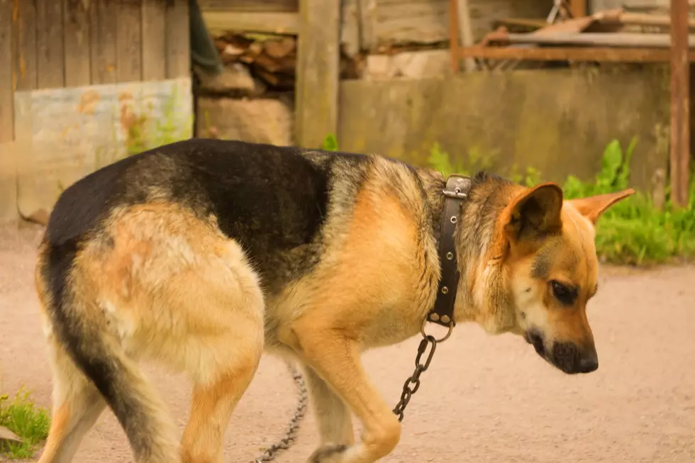 Texas Law Would Criminalize Leaving Dogs on Chains