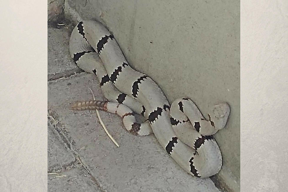 Texas Parks and Wildlife Shares Photo of White Rattlesnake