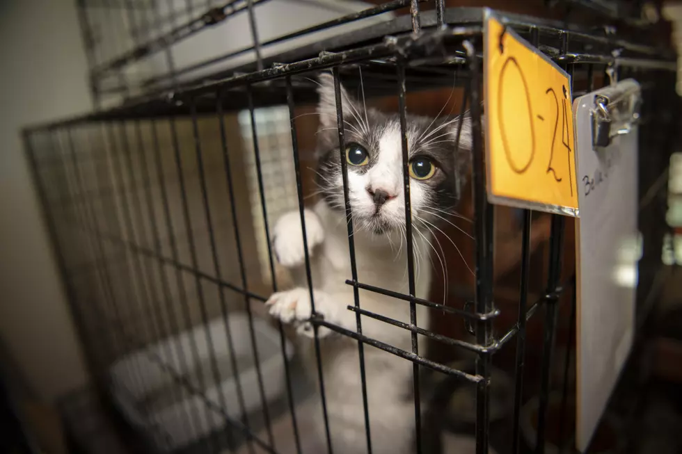 Nearly 200 Cats and Kittens Rescued from Killeen Home