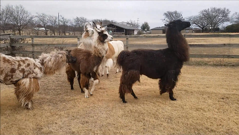 Party with Llamas at a Castle in Texas