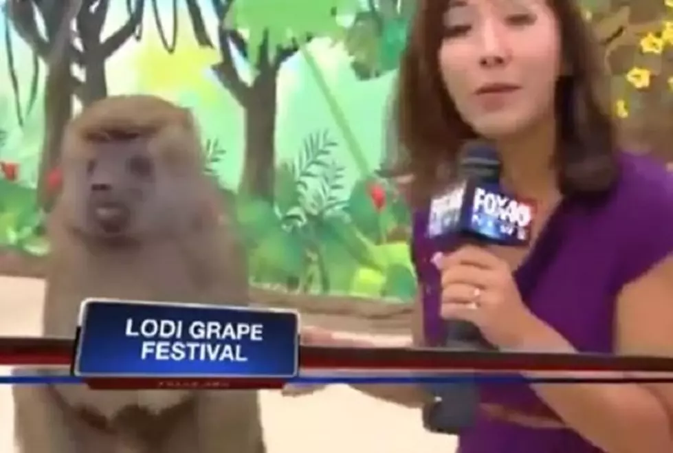 Baboon Gropes Reporter
