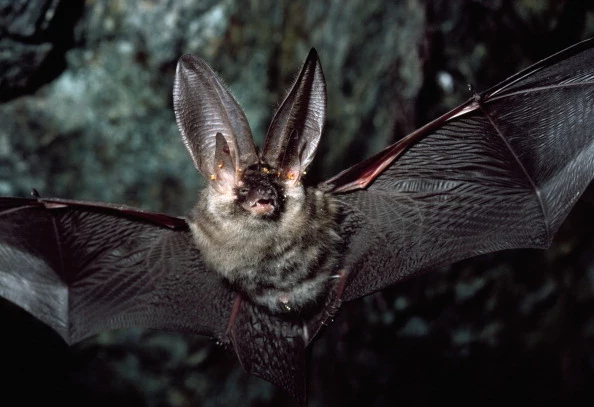 Brown Long-eared Bat (Plecotus auritus)