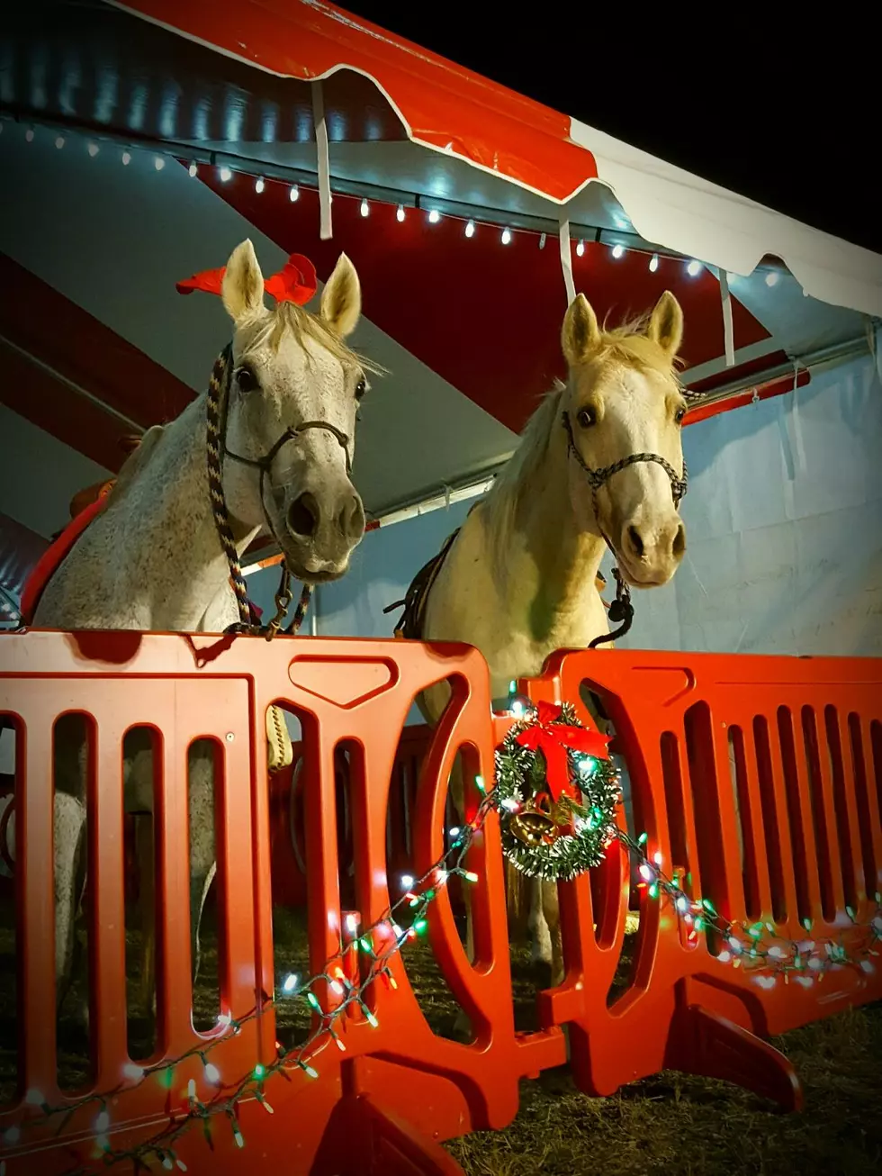 Nature In Lights $5 Pony Rides At The Blora Ranch