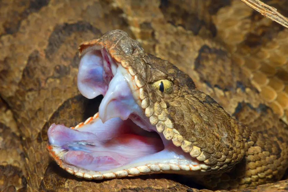 45 Rattle Snakes Removed from Texas House [VIDEO]