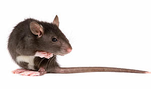 Name a Rat After Your Ex And Watch Reptiles Eat It on Valentine&#8217;s Day