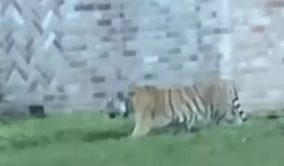 Someone’s Pet Tiger Was Roaming Around a Houston Neighborhood Sunday