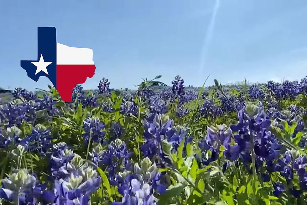 Get Ready Texas For The New Season Of Bluebonnets