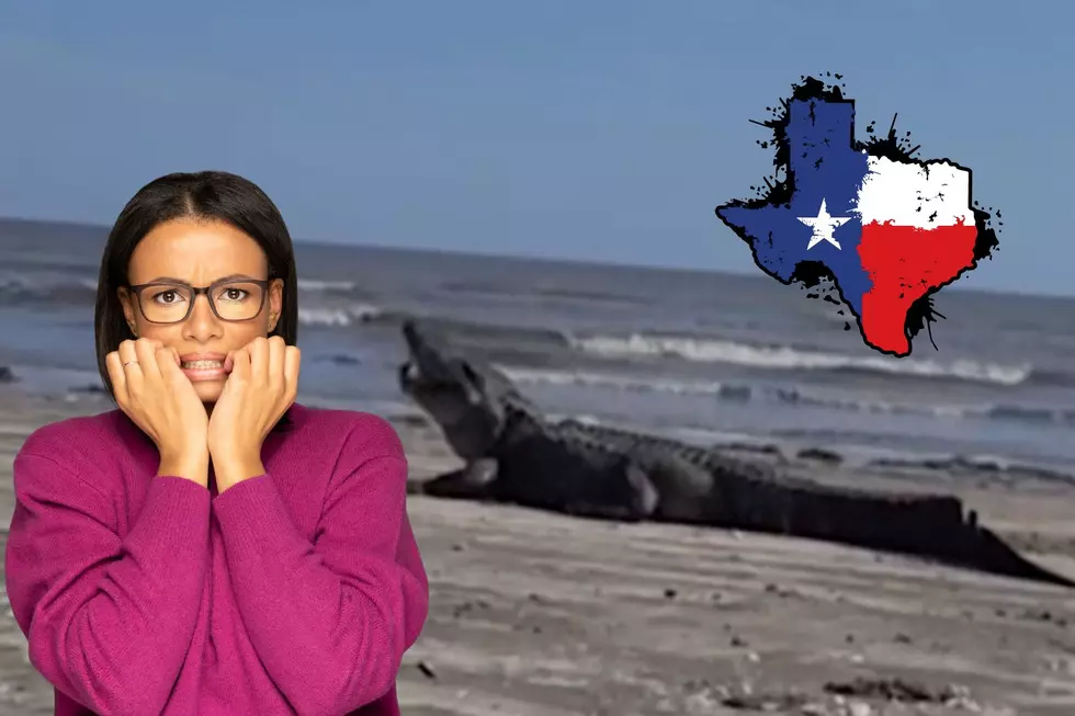 Giant Alligator Looming On Texas Beach In New Video