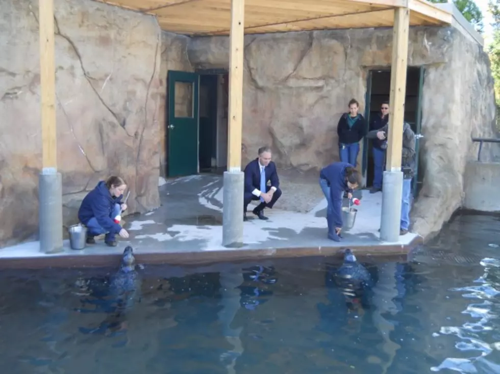 Harbor Seals Return To Buttonwood Park Zoo In New Bedford