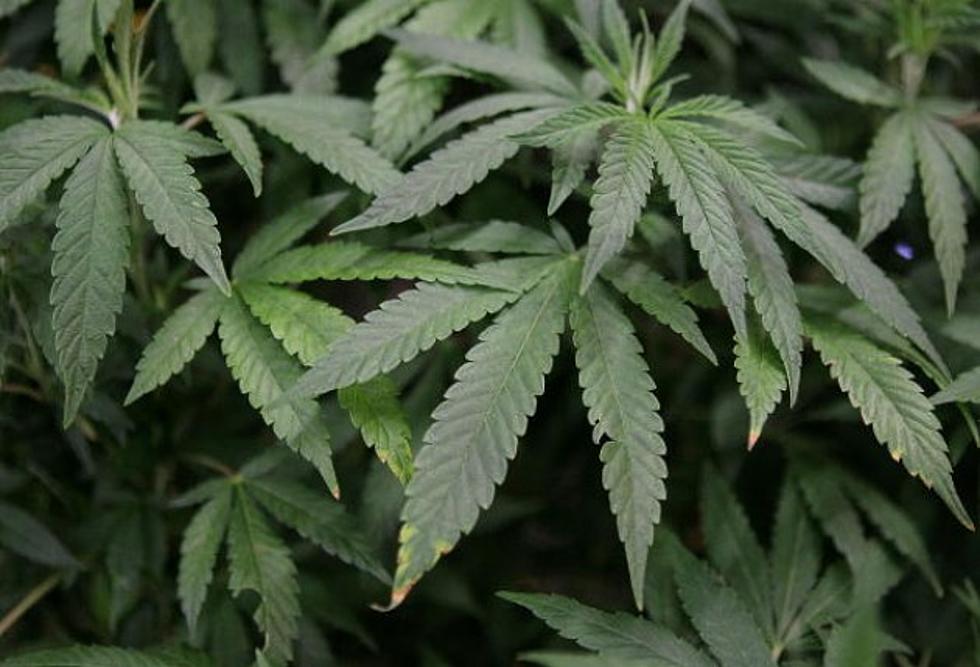Push Begins To Legalize Pot In Mass.