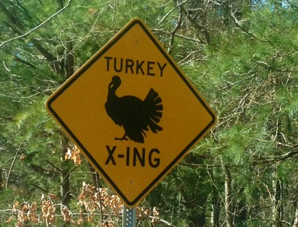 Watch Out For Turkey's in Wareham