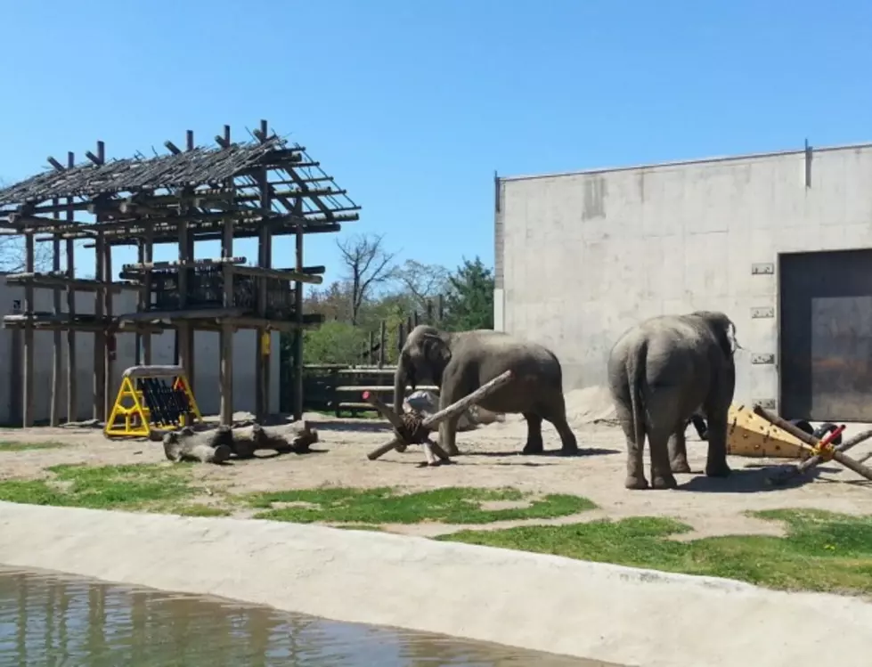 New Elephant Toys Unvieled At Buttonwood Park Zoo