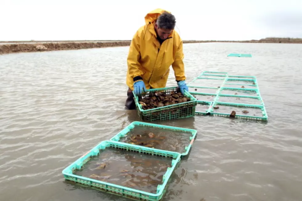 Oyster Beds Closed By Contamination