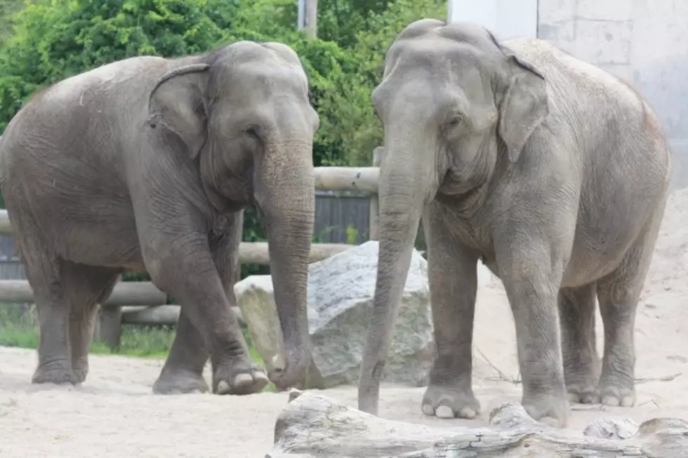 Buttonwood Park Zoo Officials Dispute Report On Elephants