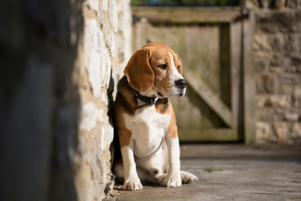 Stolen Beagle Returned To Shelter