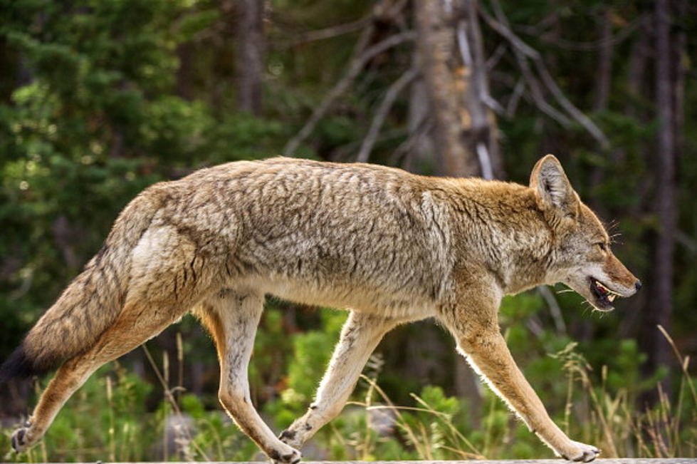 Please Don&#8217;t Feed Cape Cod Coyotes