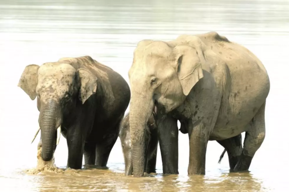 Asian Elephants Emily And Ruth Will Not Be Sent Away [AUDIO]