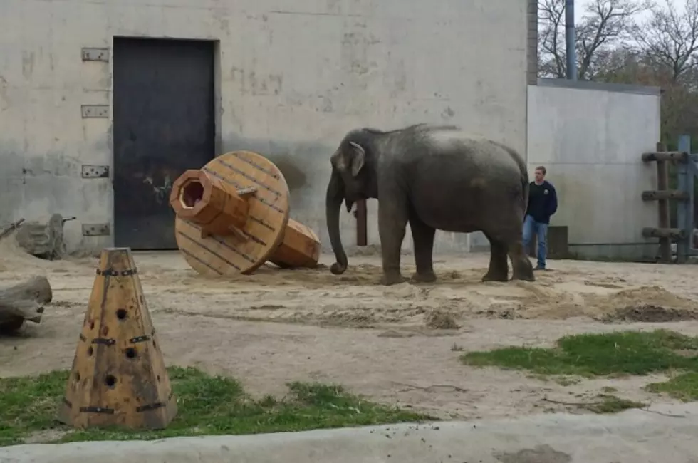 New Bedford Elephants Get New Toys
