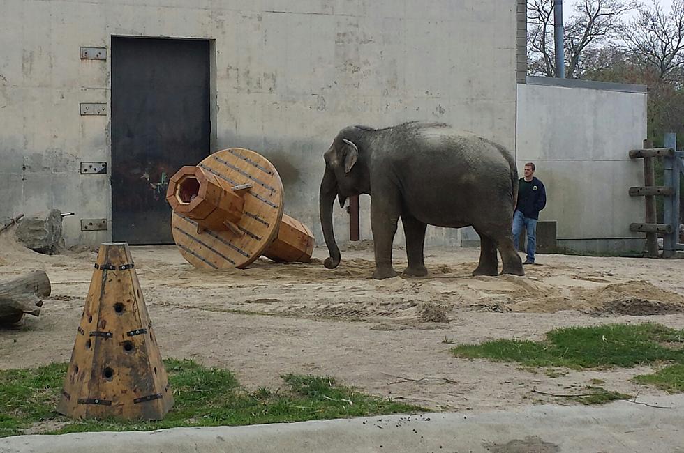 Elephants Get Toys